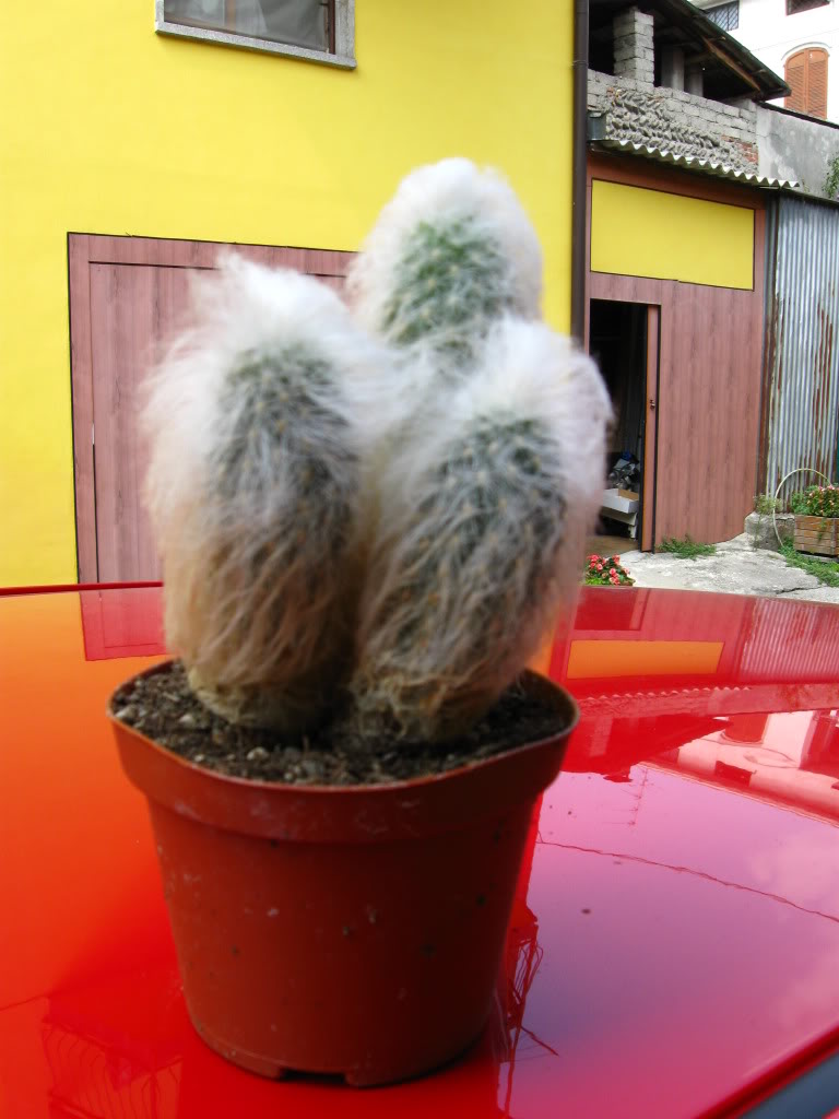 Crested Old Man Cactus